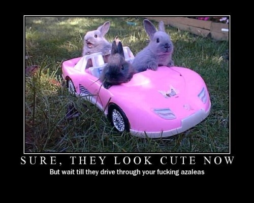 Watch out for the bunnies