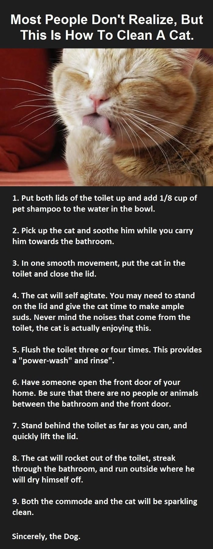 How to clean a cat