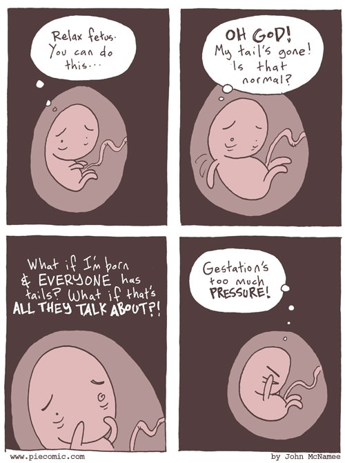 Nervous fetus