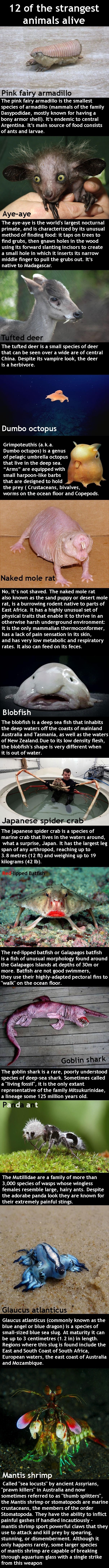 Strange animals