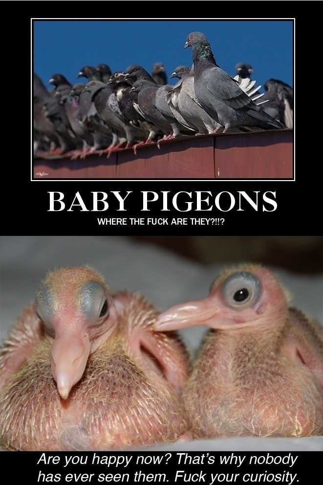 Baby Pigeons
