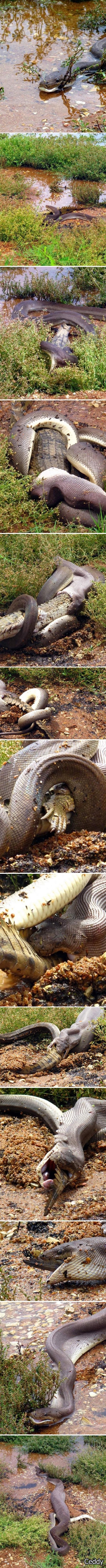 Python devours croc