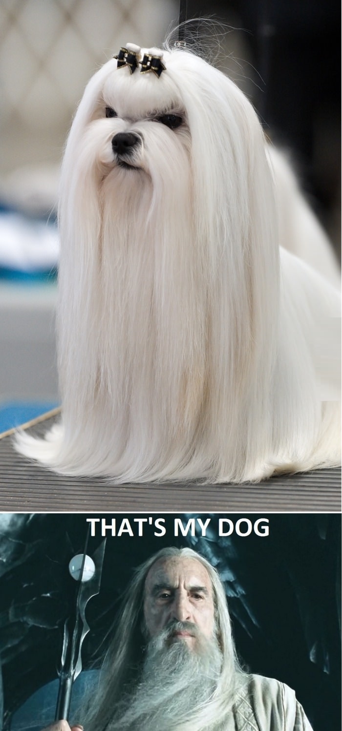 Saruman's dog