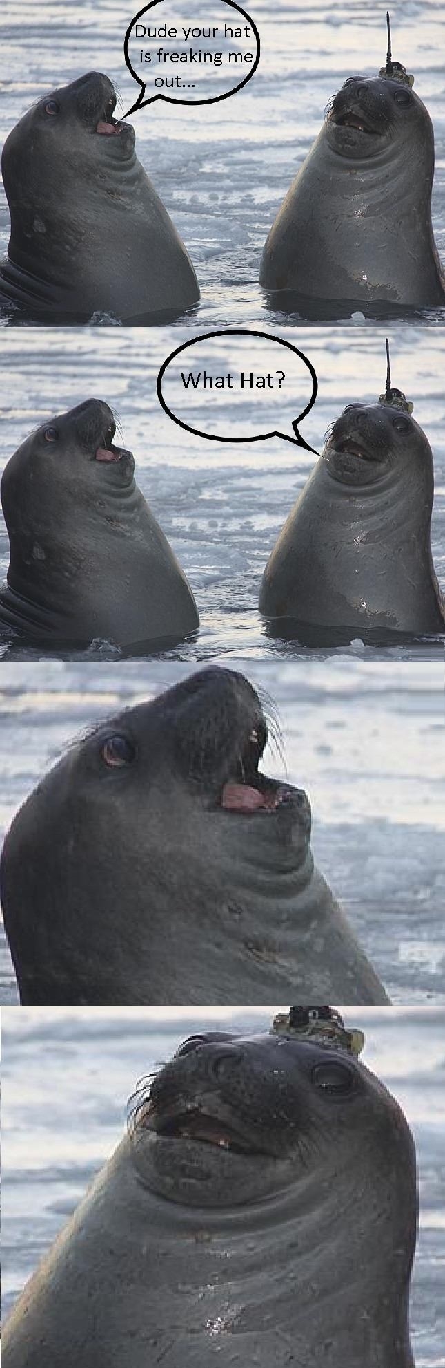 Seal Life