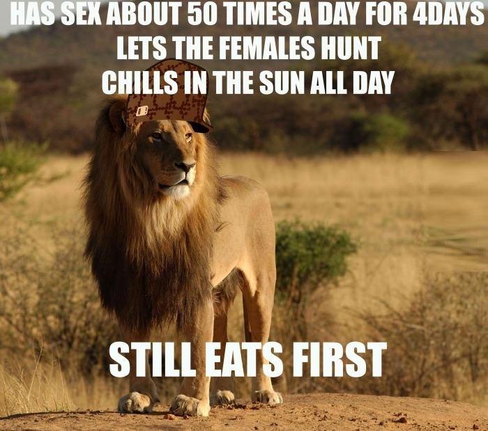 Scumbag Lion