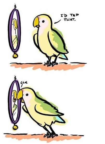 Self-loving parrot