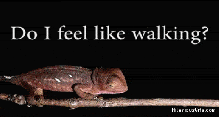 Indecisive chameleon