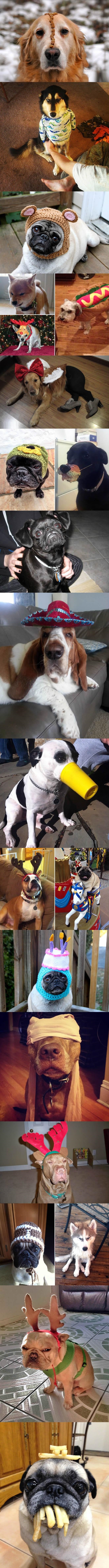Seriously pi**ed off dogs