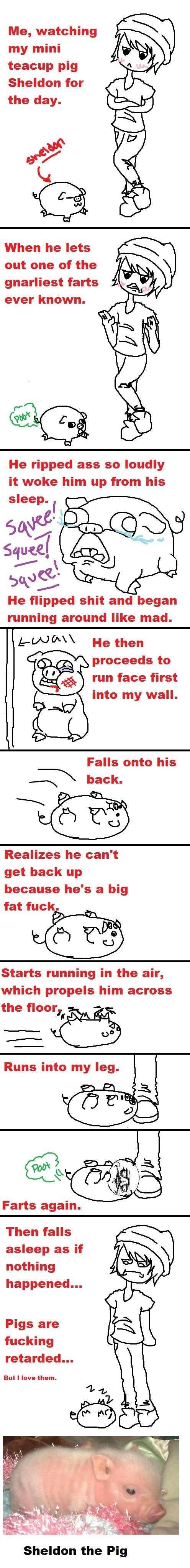 Sheldon the pig