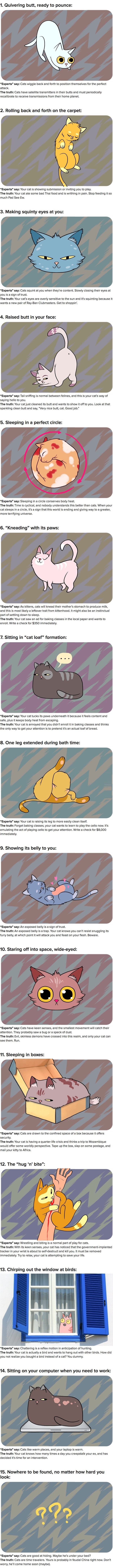 Cat behaviours explained