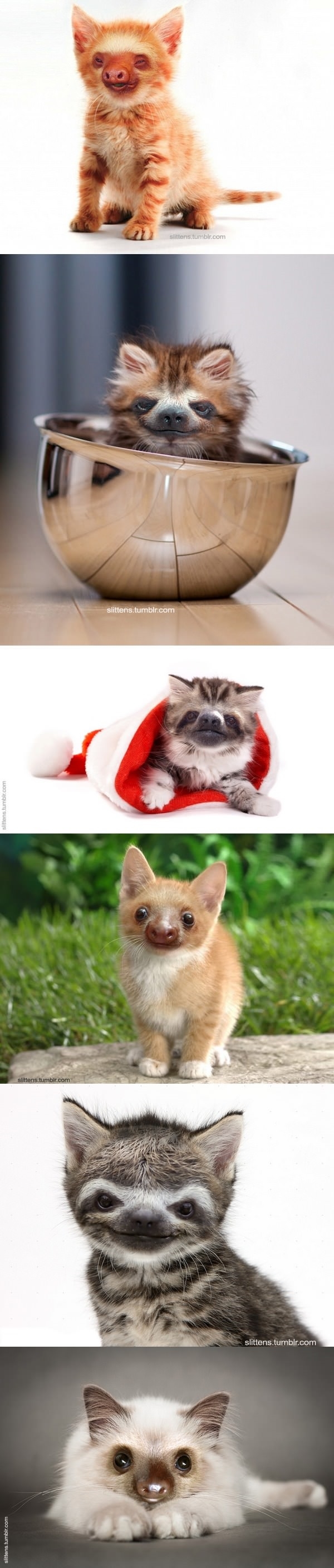 Sloth faces on kittens