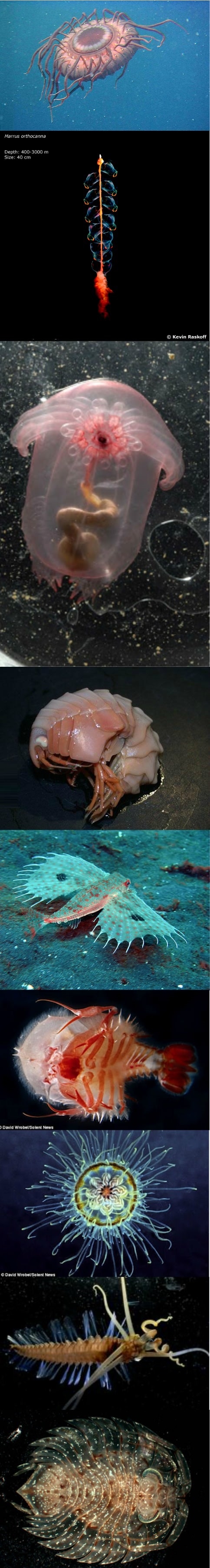 Deep sea creatures