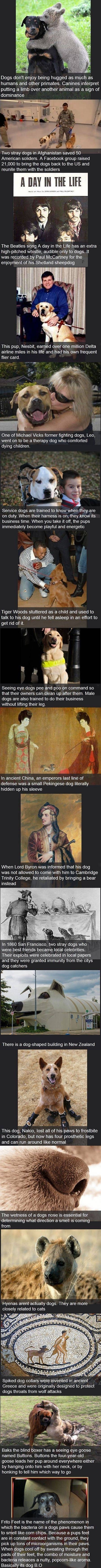 Dog Facts