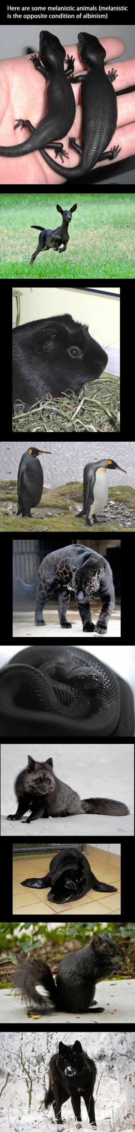 Melanistic animals