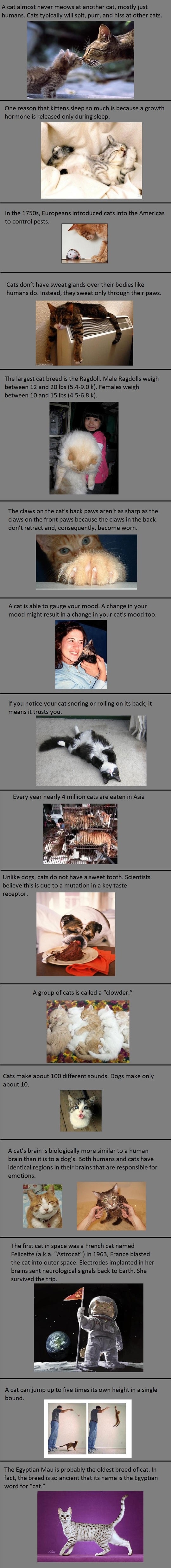Facts about cats
