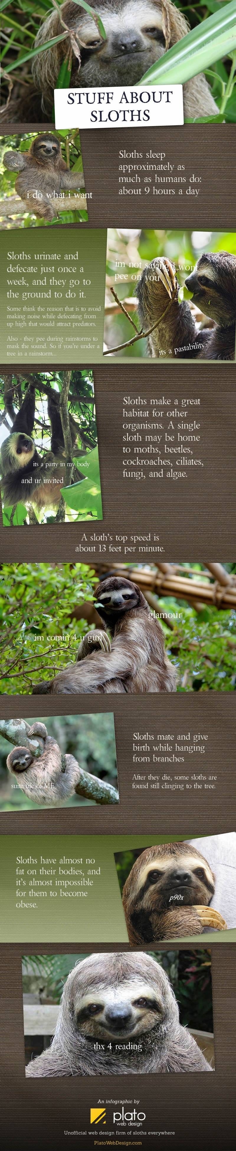 Stuff about sloths