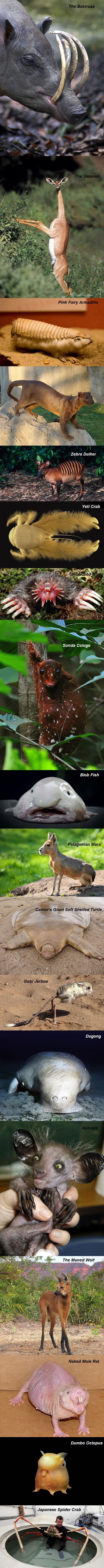 Weird animals