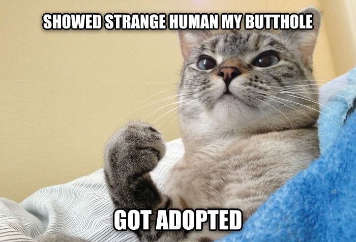 Success Cat