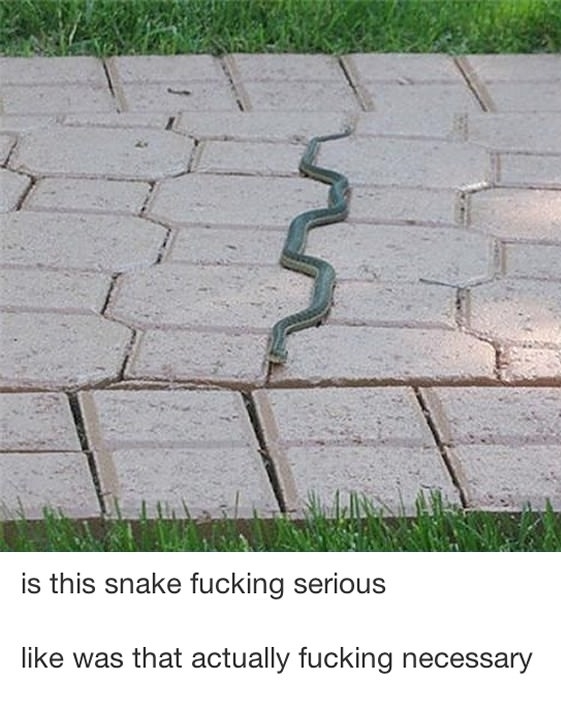 Stupid snake