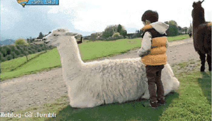 A ride on the llama..