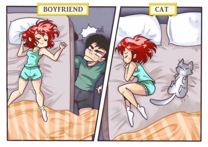 Boyfriend vs cat