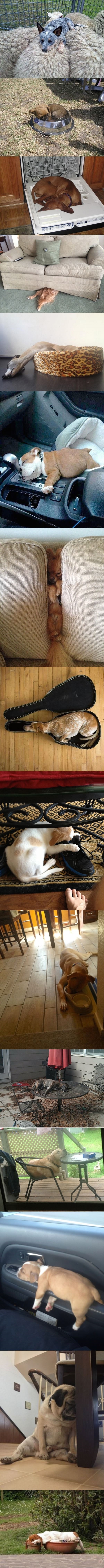 Dogs fall asleep anywhere