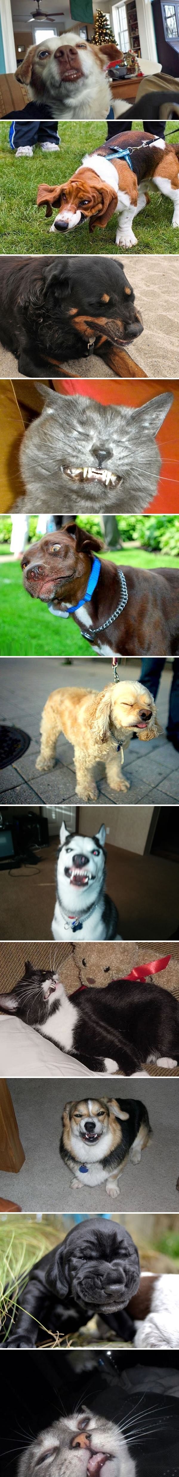 Pets in mid sneeze