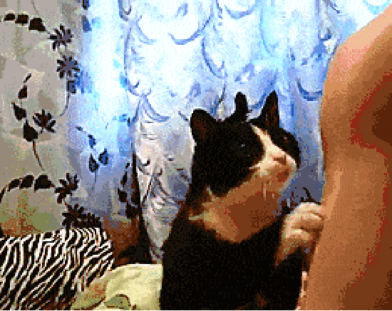 Kitten begs for attention