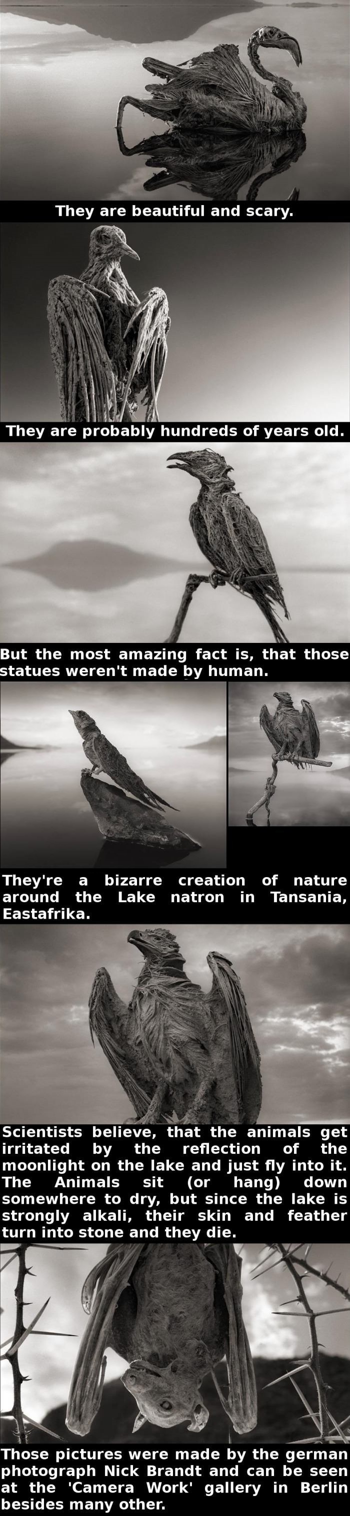 Bizarre creatures
