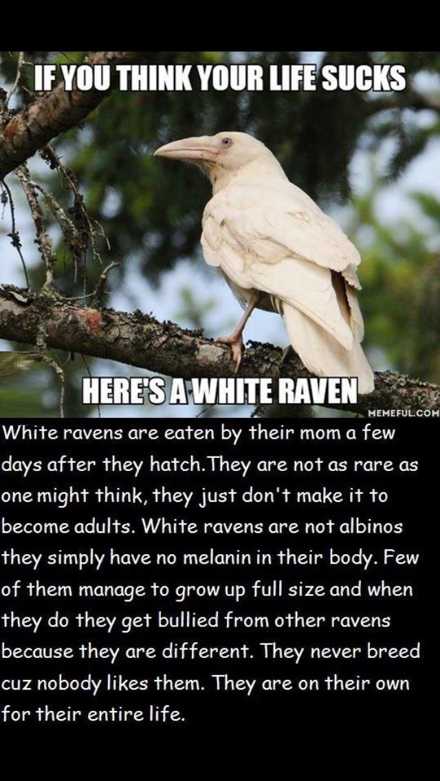 White ravens