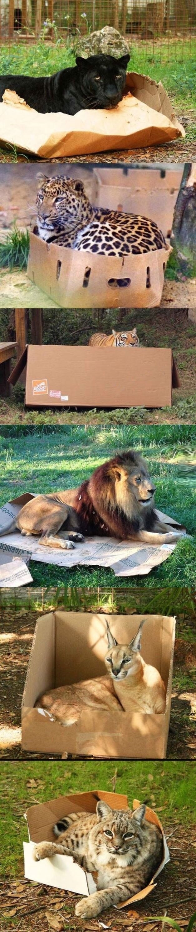 Even big cats love boxes