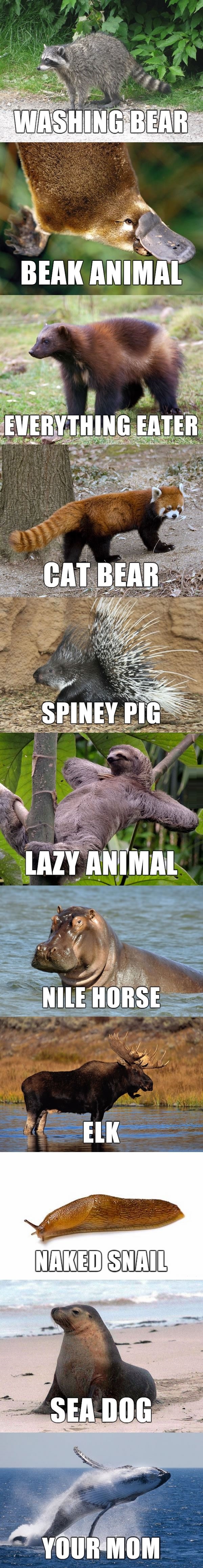 Animals, german to english