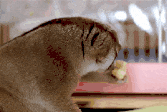 Loris eating a banana