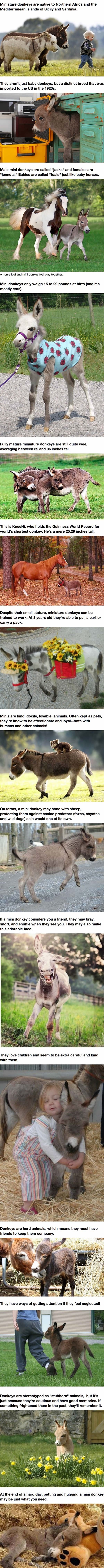 Mini donkeys
