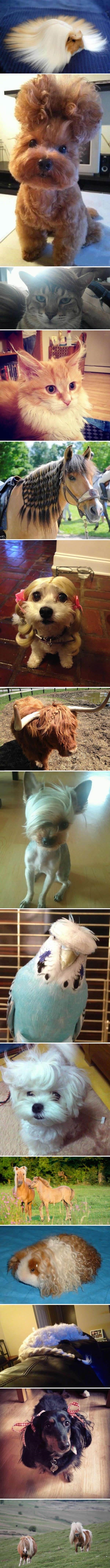 Animals with fabulous hair