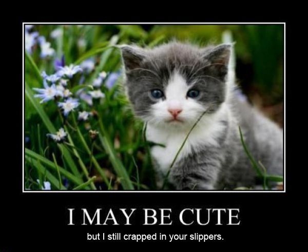 Might be cute..