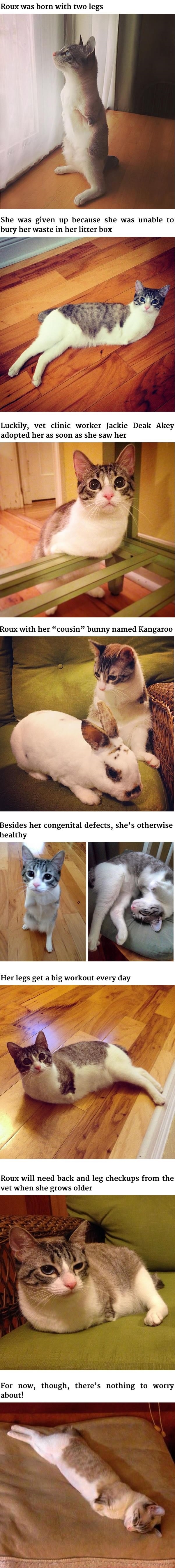 Roux the two-legged cat