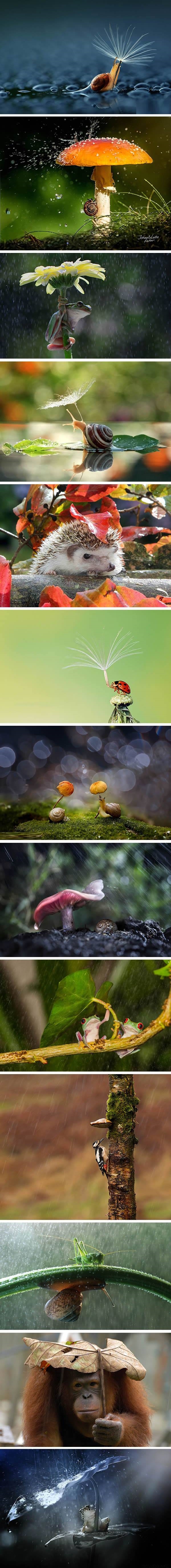 Animals' natural umbrellas