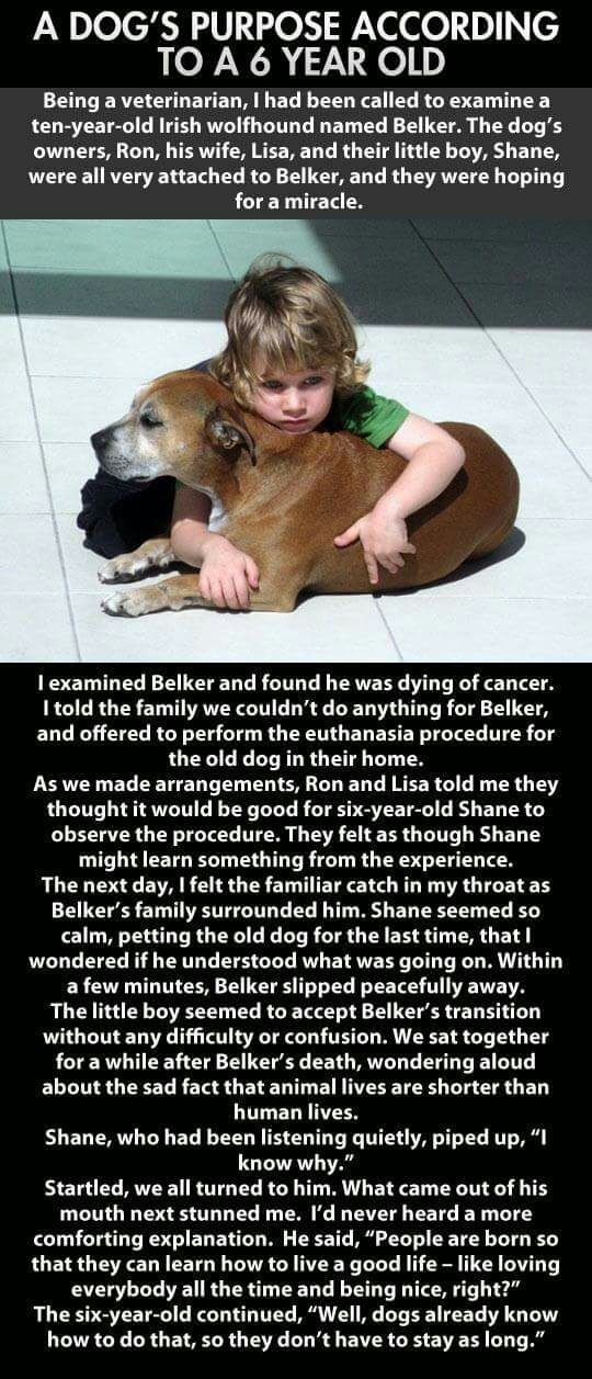 A dog's purpose