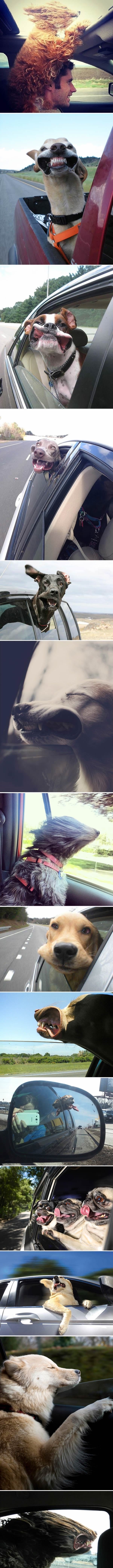 Dogs that love car rides