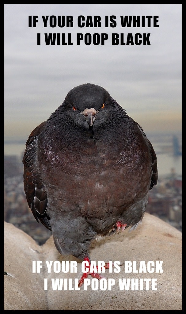 Bad a** pigeons be like