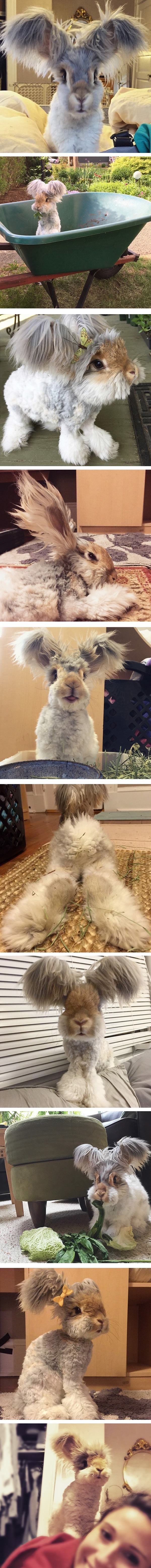 Meet Wally