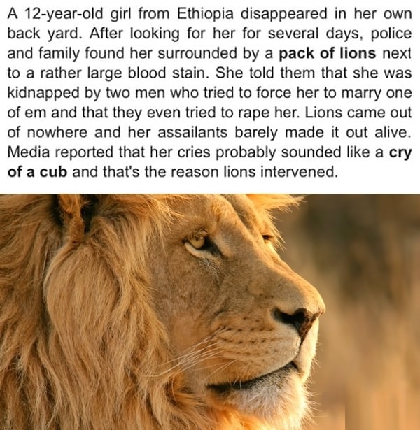 Lions save a girl