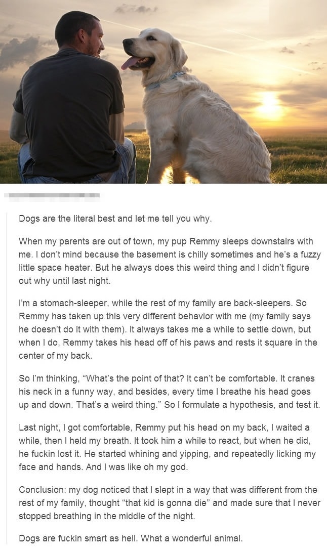 Dogs are the BEST