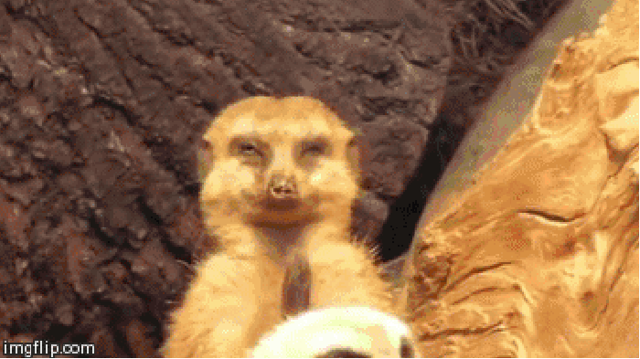 Meerkat on the job
