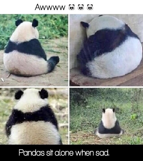 Pandas sit alone when sad