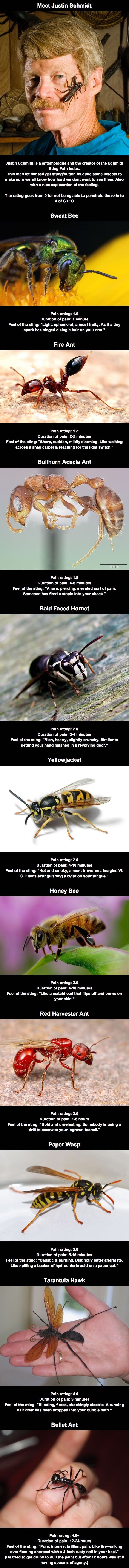 Schmidt sting pain index