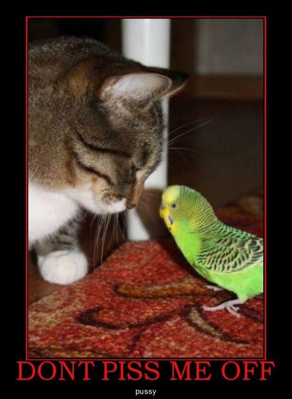 Don't piss me off