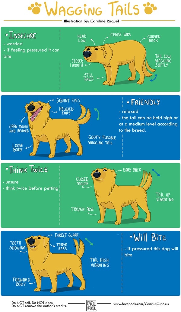 Canine body language