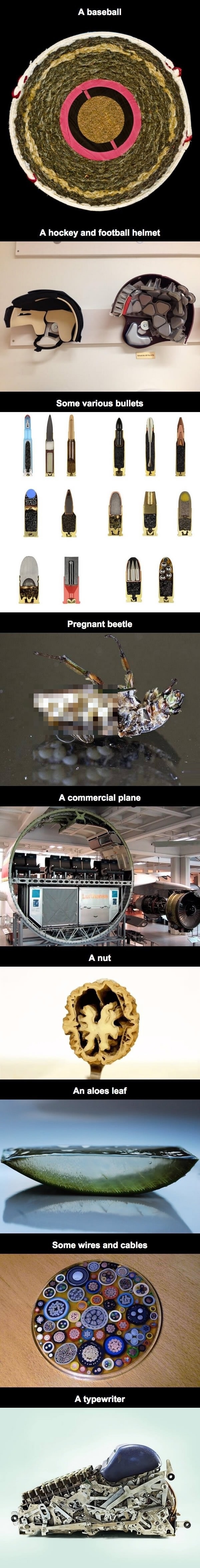 Things cut into half